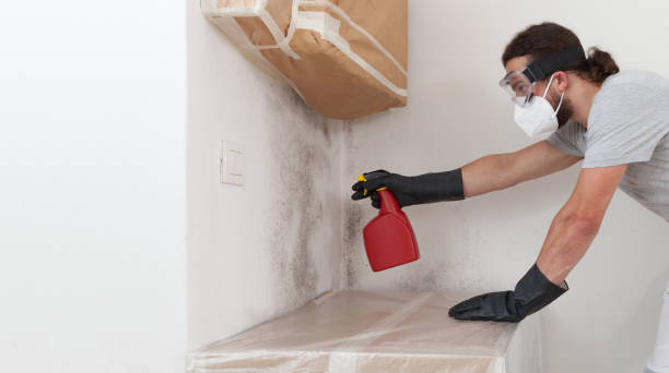 Professional Basement Mold Removal technician working in East Meadow, NY