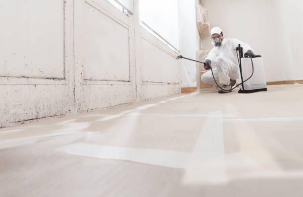 24/7 Emergency Basement Mold Removal experts in East Meadow, NY