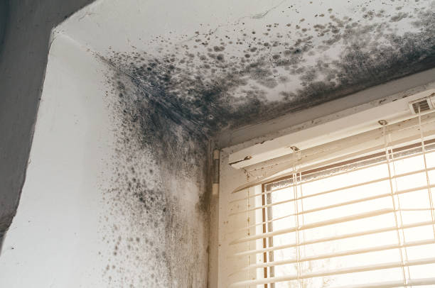 Affordable Basement Mold Removal solutions in East Meadow, NY